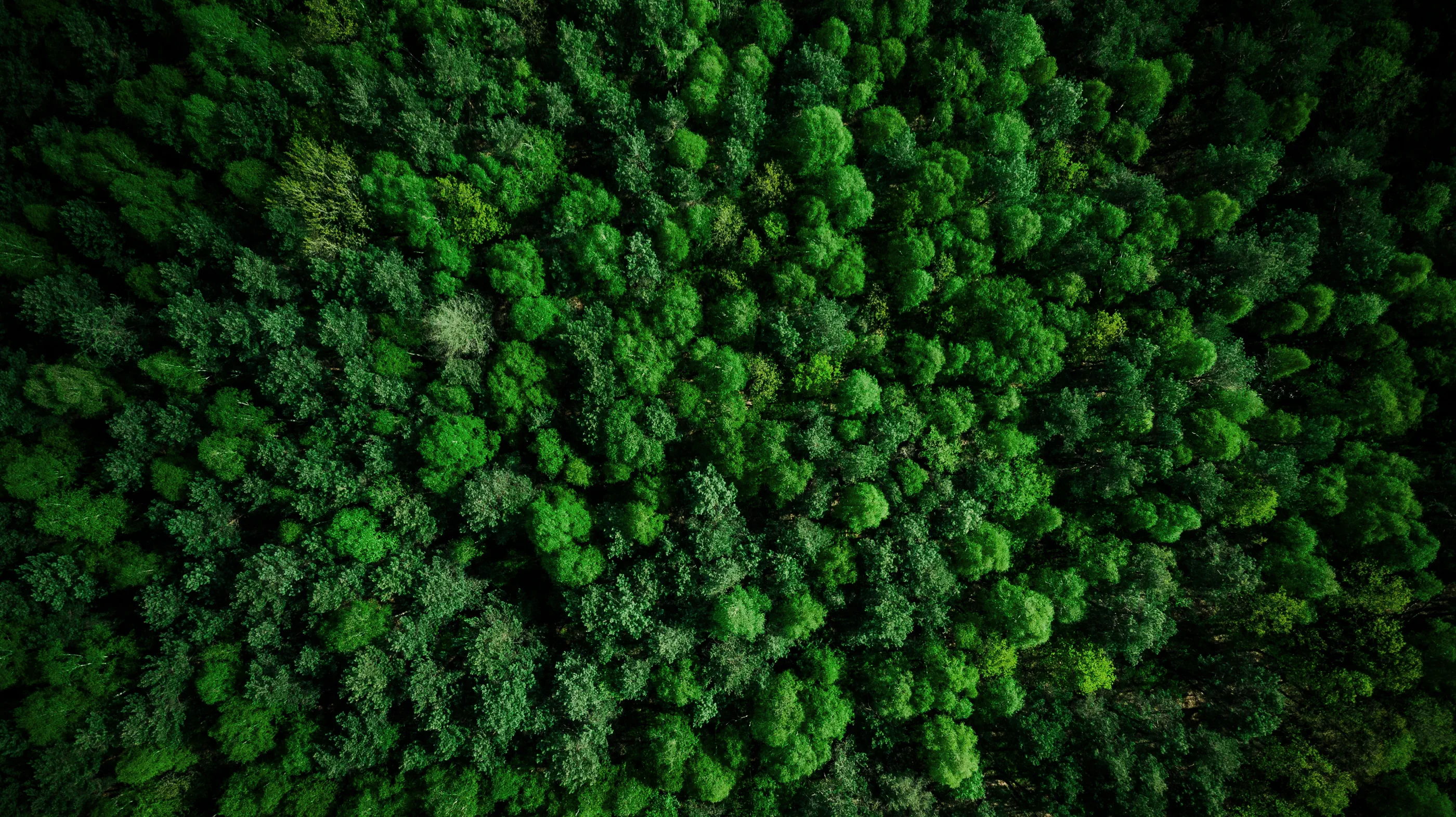 Forêt dense vue du ciel